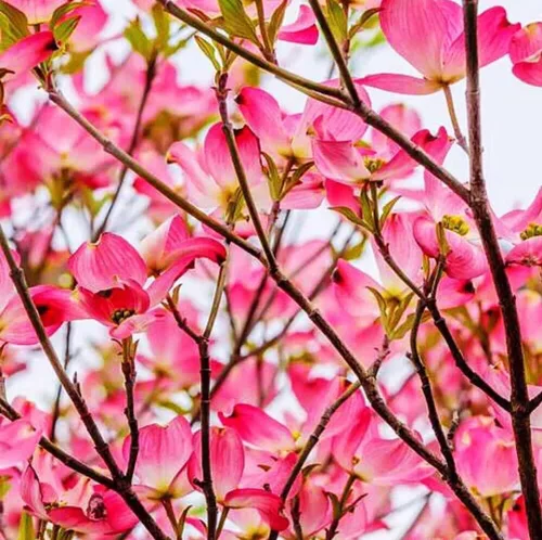 Vista 7 de 25 semillas de árbol de cornejo de flores rosadas llamativas y perennes árboles de cornelia
