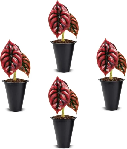 Vista 12 de Colección de Plantas Alocasia (paquete de 4) - Cuprea, Ratón Mickey, Dragón Plateado, Escala de Dragón - Raras Plantas de Interior, Plantas Exóticas