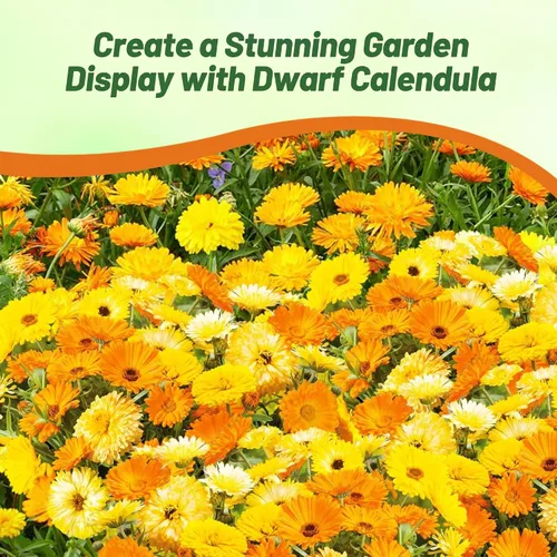 Vista 5 de Outsidepride Fruit Twist - Semillas de caléndula – 100 semillas anuales comestibles de flores para plantar para platos y usos de bienestar