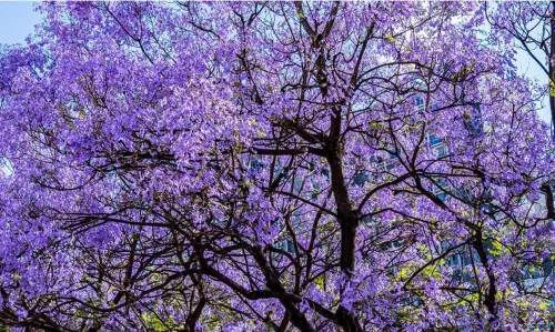 Vista 3 de 25PCS Blue Jacaranda Mimosifolia Seeds Blooming Perenne Flower Tree Seeds
