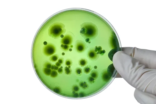 Vista 5 de Root Mushroom Farm- Extracto de malta Agar(MEA)