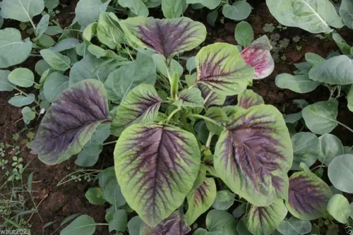 Vista 6 de Semillas de espinacas chinas: amaranto comestible, hoja de rayas rojas, calla roja jamaicana (semillas de 1 onza)