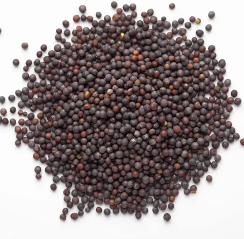 Vista 7 de Semillas de Mostaza (Florida Broadleaf) (1000 Semillas)