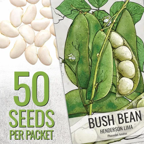 Vista 2 de Seed Needs Semillas de Frijol Lima para Plantar Frijoles Henderson Lima - Semillas de Vegetales Heirloom Sin OMG y Sin Tratar para Plantar un Jardín