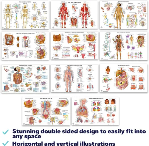 Vista 3 de 11 pósteres de anatomía humana - Carteles médicos, esqueléticos, masculinos femeninos, musculares, circulatorios, linfáticos, reproductivos