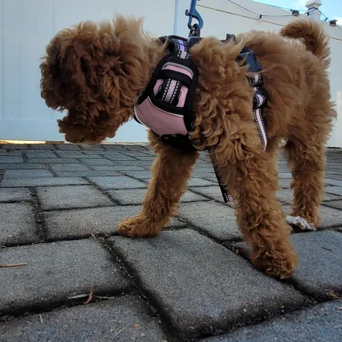 Vista 7 de Buddy's Best Arnés para perro, arnés sin tirones para mascotas, con 2 clips para correa, arnés ajustable suave acolchado reflectante de seguridad