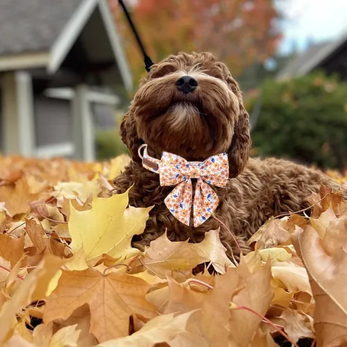 Vista 73 de Unique style paws - Collar para perros con corbatín, collar ajustable para perros y gatos, pequeño, mediano y grande