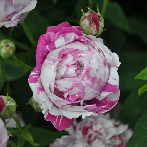 Vista 3 de Rosas Bourbon Heirloom, Planta de raíz propia viva para jardín al aire libre, Variegata di Bologna, Moderadamente fragante, Zonas de rusticidad