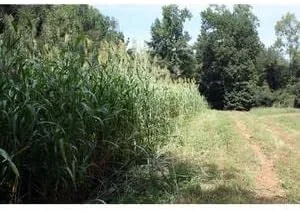 Vista 2 de Semilla de trigo egipcio (50 libras)