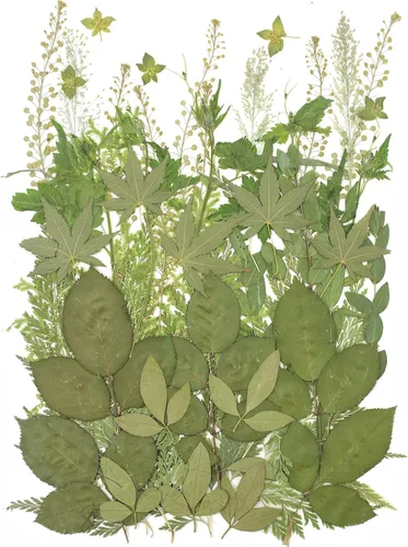 Vista 9 de Large Bulk Fall Dried Pressed Leaves for Craft, Real Dry Natural Flower Leaf Daisy for Resin Mold, Cake Decor, Phone Cases (Autumn Leaves)