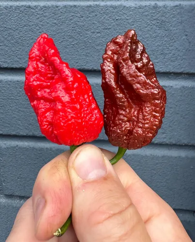 Vista 3 de Chocolate Dead Remmert Ultra Hot Pepper Semillas prémium para plantar
