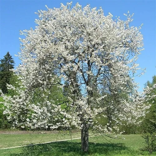 Vista 4 de Semillas de Cereza Dulce Semillas Prunus avium 20 Pcs - Semillas de Cerezo