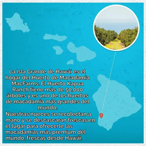Vista 4 de Nueces de macadamia Nueces de macadamia tostadas secas de MacFarms 24 onzas (1 paquete) - Nueces tostadas premium con sal marina fresca de Hawaii