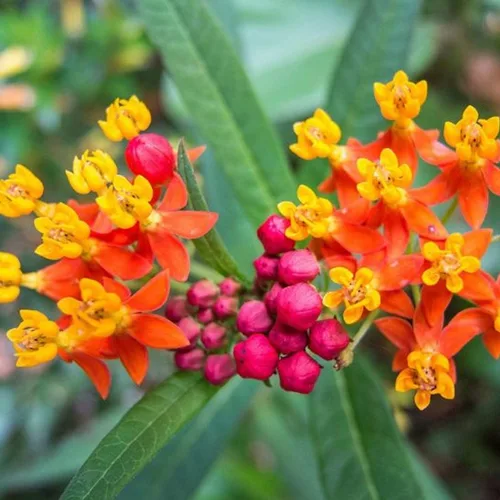 Vista 2 de UtopiaSeeds Semillas de flor de algodoncillo de sangre - Atrae y alimenta mariposas monarca