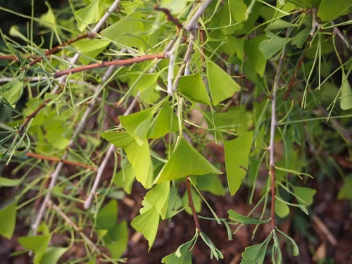 Vista 2 de Enano llorando Ginkgo Biloba 'Weeping Wonder '2 - Árbol del año