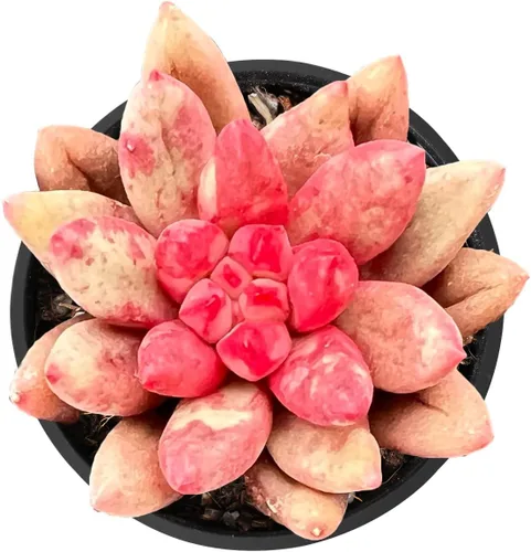 Vista 13 de Plantas suculentas vivas de 2 pulgadas, cactus con cono de pino, mini suculentas en maceta, planta de interior de fácil cuidado, regalos únicos