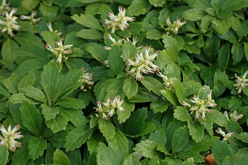 Vista 18 de Greenwood Nursery: Plantas vivas de cobertura del suelo - Bugleweed Blueberry Muffin + Ajuga Reptans - [Cantidad: 1x Maceta de Pinta]