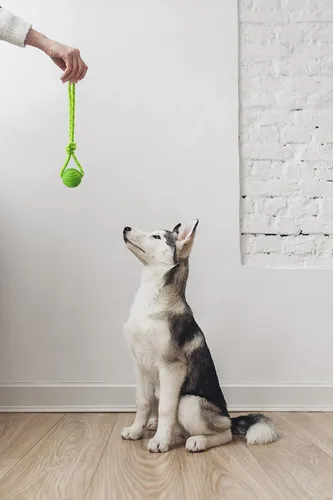 Vista 6 de Pelota de entrenamiento para perros en una cuerda, pelota de goma para perros con asa para tira y afloja K9, recompensas de entrenamiento