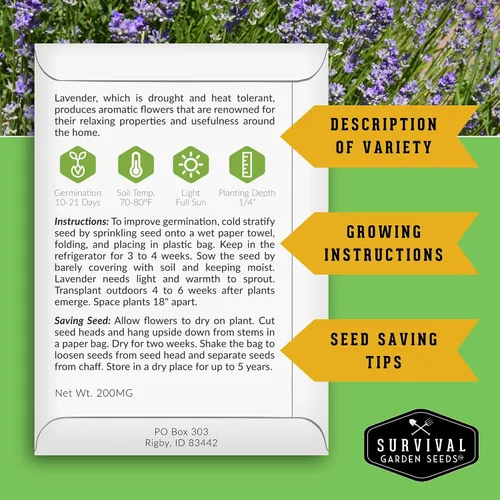 Vista 2 de Semillas de lavanda inglesa para plantar (Lavandula angustifolia) – Hierba culinaria comestible con flores fragantes, perenne resistente