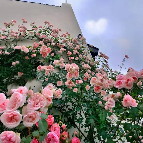 Vista 4 de Más de 150 semillas de rosas trepadoras rosas para plantar al aire libre, semillas de vid ornamentales, increíbles flores trepadoras, crecimiento