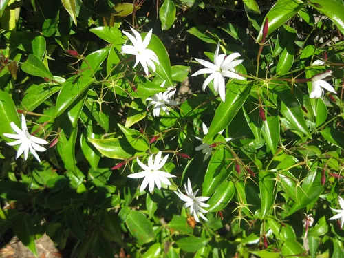 Vista 3 de Star Jasmine - 10 plantas vivas - Jasminum Nitidum - Vid de hoja perenne floreciente fragante