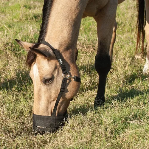 Vista 3 de Cashel Bozal de pastoreo Halter, Negro, Caballo