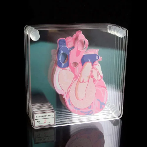 Vista 4 de Juego de 6 posavasos anatómicos con forma de corazón para médico