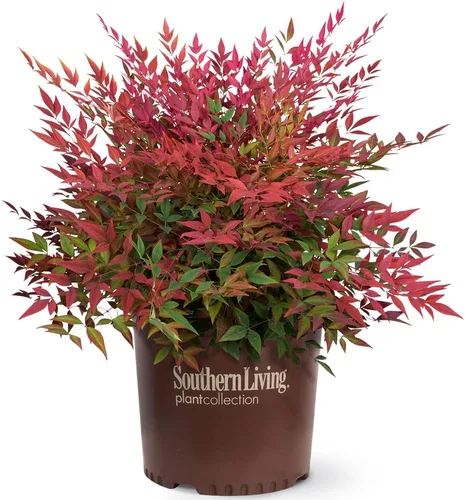 Vista 9 de Blooming & Beautiful - Blush Pink Nandina - 3 gal - Southern Living - Arbusto de hoja perenne enana - Follaje de color rosa - Compacto de bajo