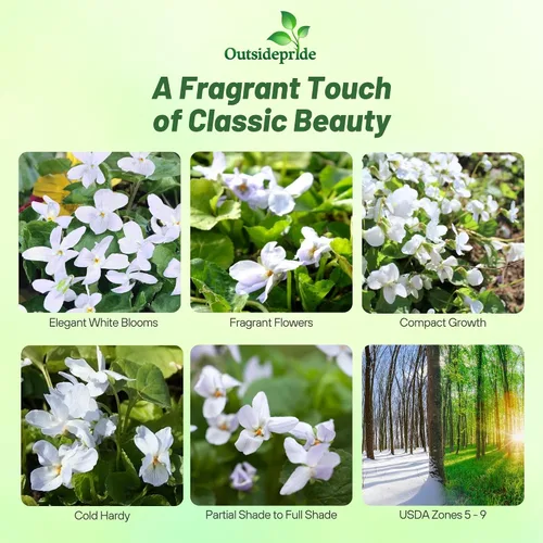 Vista 2 de Outsidepride Reine De Neiges - Semillas de violeta dulce para plantar, 100 piezas de semillas de viola perennes, compactas y aptas