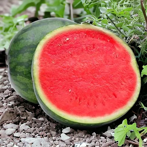 Vista 3 de 45 semillas de sandía Sugar Baby para plantar, sandía compacta de carne roja dulce para jardín en casa