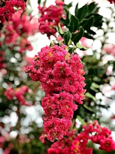 Vista 3 de Cangrejo mirto Tuscarora planta 1 maceta grande de tamaño galón comercial Lagerstroemia Indica Árbol de flores ornamentales Plantas