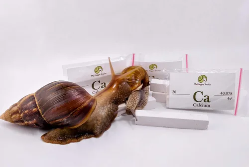 Vista 2 de Calcio orgánico para caracoles de mascotas (3 varillas), para todo tipo de caracoles de tierra: caracol de jardín, caracol africano gigante, helice