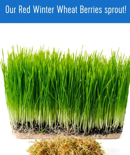 Vista 7 de Palouse Brand Granos de trigo rojo duro de invierno certificados libres de residuos de glifosato 1 libras Cultivado por agricultura familiar