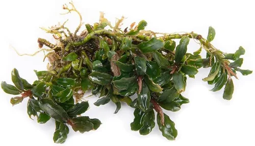 Vista 4 de SubstrateSource Bucephalandra Brownie Phantom - Planta de acuario viva – Decoración natural de pecera de agua dulce, decoración acuática