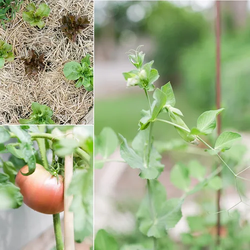 Vista 6 de Sereniseed Semillas de Verduras Certificadas Orgánicas (Paquete de 10) – Sin GMO, Polinización Abierta - Albahaca, Guisantes, Brócoli, Frijol