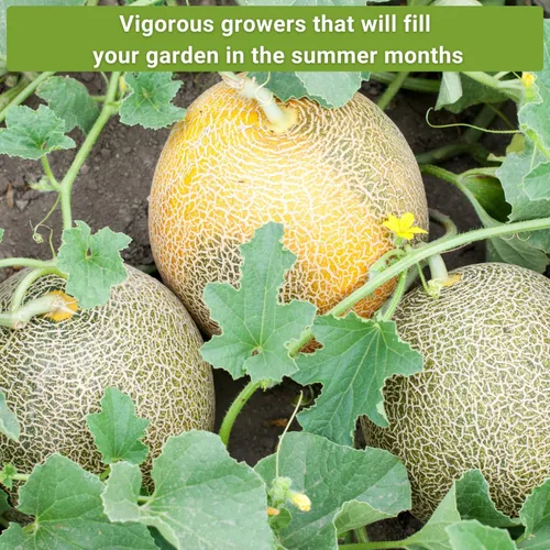 Vista 5 de Sow Right Seeds - Colección de semillas de frutas de melón para plantar - Paquetes individuales Honey Rock, Hales Best y Honeydew Melon - Semillas