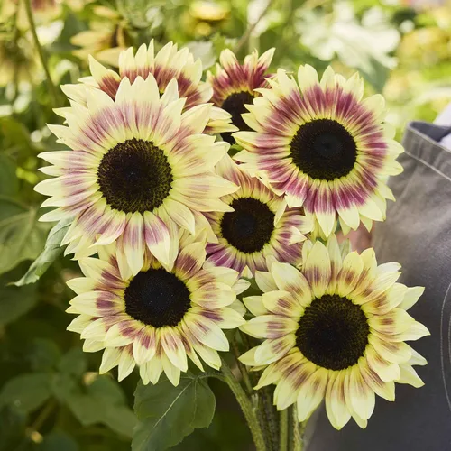 Vista 56 de Eden Brothers Semillas de girasol - Autumn Beauty
