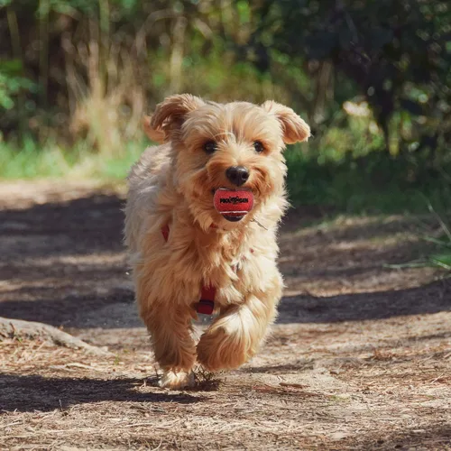 Vista 7 de Pelotas de tenis chirriantes para jugar con mascotas en 3 tamaños, pelotas fuertes de primera calidad para perros y cachorros para entrenar, jugar