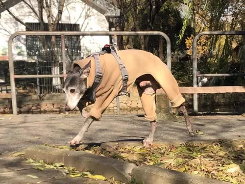 Vista 8 de Greyhound Clothes - Overol de invierno para perro, cálido de cuello alto, overol de cuatro patas, sudadera de manga larga, abrigo al aire libre