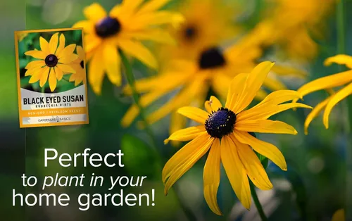 Vista 3 de Gardeners Basics, Black Eyed Susan Seeds para plantar, semillas de flores Rudbeckia Hirta para jardines de flores cortadas, hermosas flores