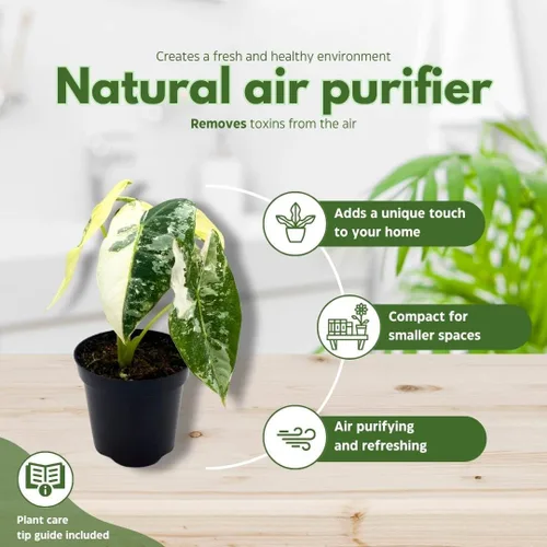 Vista 9 de BubbleBlooms Alocasia Frydek abigarrado 4 pulgadas