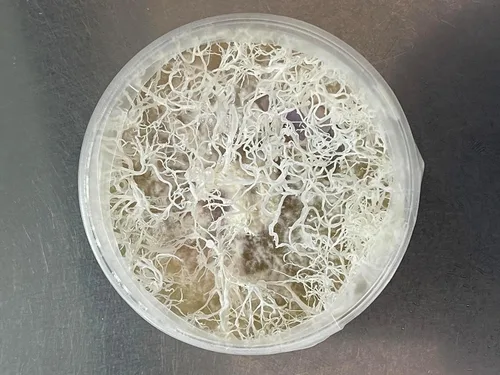 Vista 6 de Root Mushroom Farm- Extracto de malta Agar(MEA)