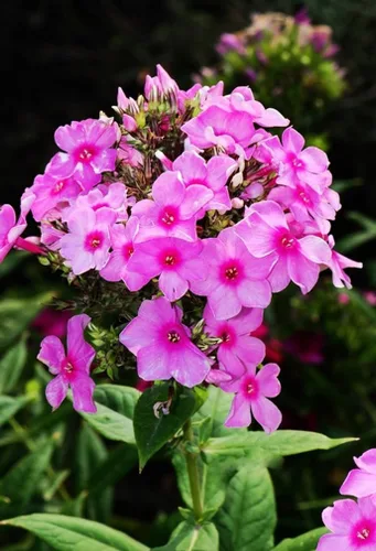 Vista 3 de 200 PZS semillas de Phlox alto rosa para plantar, semillas de flores perennes resistentes, reliquia
