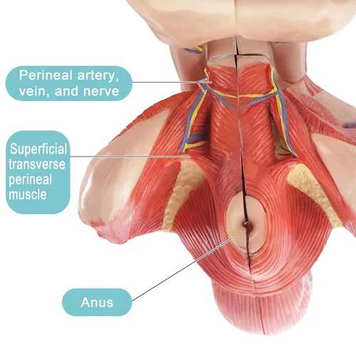 Vista 5 de Modelo de órgano genital masculino, tamaño real 5 partes, sección mediana que muestra el pene, próstata, vejiga, vesícula seminal, cordón