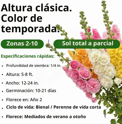 Vista 3 de HOME GROWN Semillas de Hollyhock de doble mezcla de Chater, 200 semillas