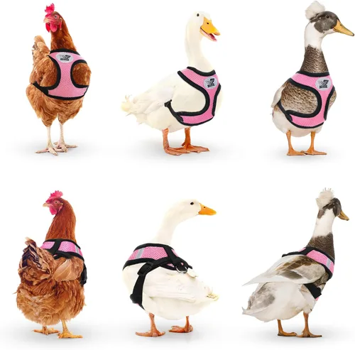 Vista 5 de Arnés ajustable de pollo con correa, arnés para mascotas pequeño para pato, ganso, gallina, traning, caminar