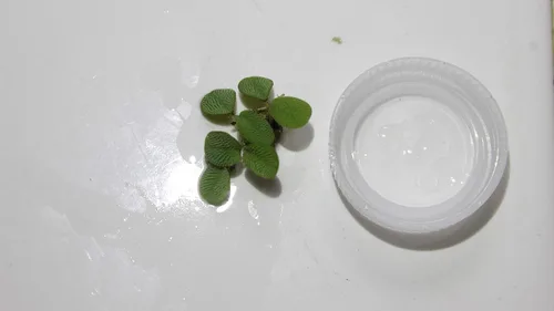 Vista 2 de 12 Spangles de agua (Salvinia Minima), Live Acuario/Aquatic/Flotante/estanque/agua dulce Planta por G & Z