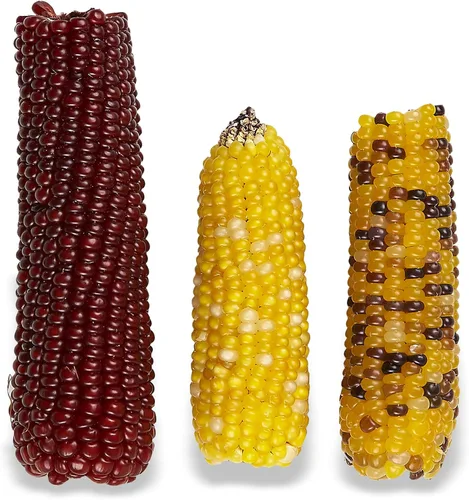 Vista 10 de Vitakraft Mini Pops Treat para animales pequeños, mazorca de maíz 100% real, apoya dientes sanos, 6 onzas