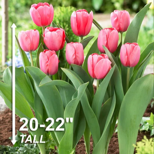 Vista 3 de Garden State Bulb Darwin Hybrid Pink Impression Tulip Flower Bulbs, 12/+ cm (bolsa de 25)