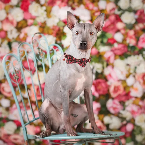 Vista 2 de ADOGGYGO Collar de perro floral con lazo, hebilla de metal, collar ajustable con lazo floral de rosa roja para perros extra pequeños (XS)